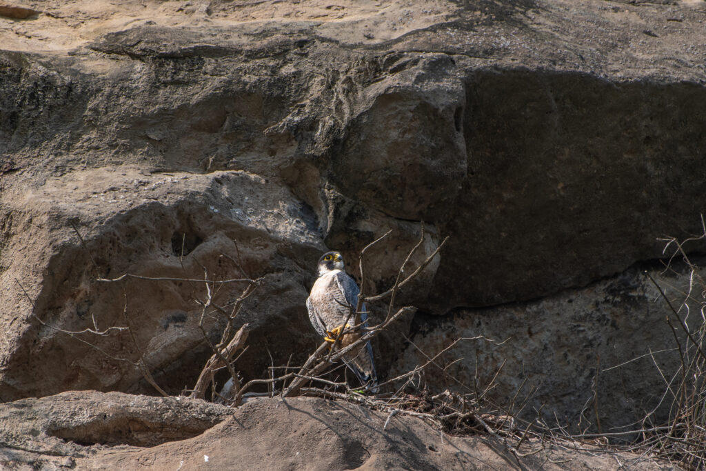 游隼Peregrine Falcon